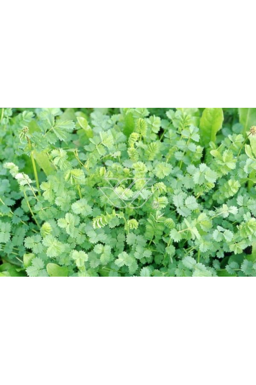 Krwiściąg mniejszy Sanguisorba minor