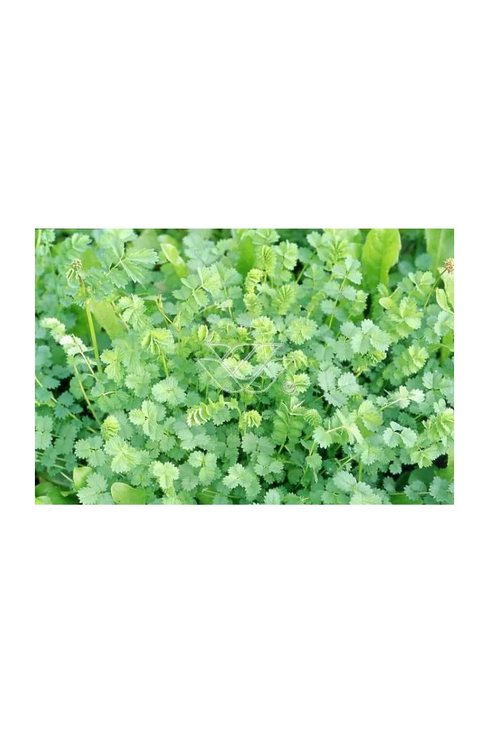 Krwiściąg mniejszy Sanguisorba minor