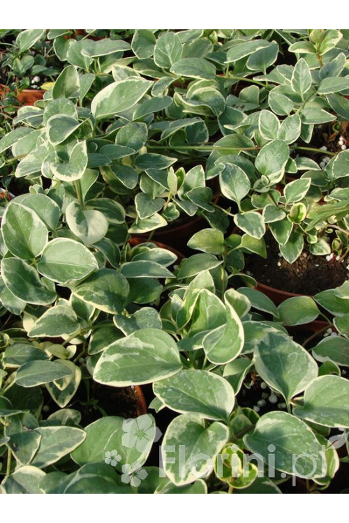 Barwinek większy 'Variegata' Vinca major