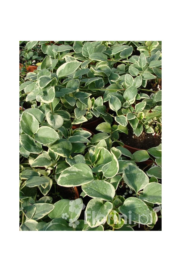 Barwinek większy 'Variegata' Vinca major