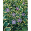 Barwinek większy 'Variegata' Vinca major