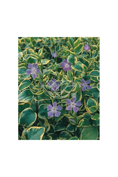 Barwinek większy 'Variegata' Vinca major