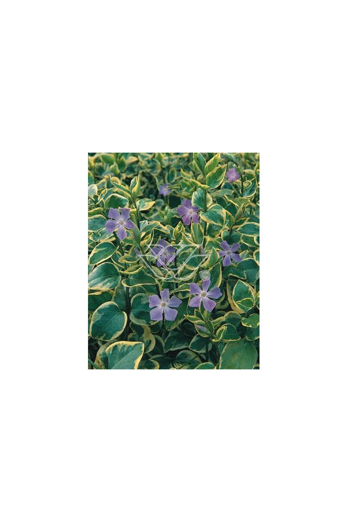 Barwinek większy 'Variegata' Vinca major