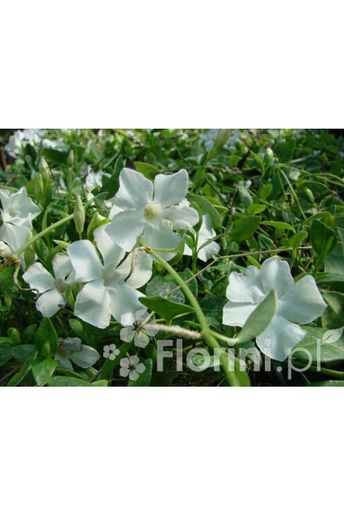 Barwinek mniejszy 'Gertrude Jekyll' Vinca minor