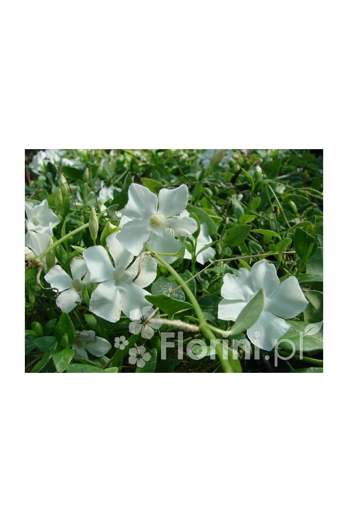 Barwinek mniejszy 'Gertrude Jekyll' Vinca minor