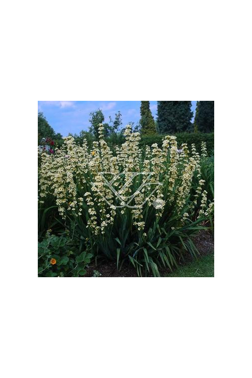 Miecznica szerokolistna 'Variegata' Sisyrynchium striatum