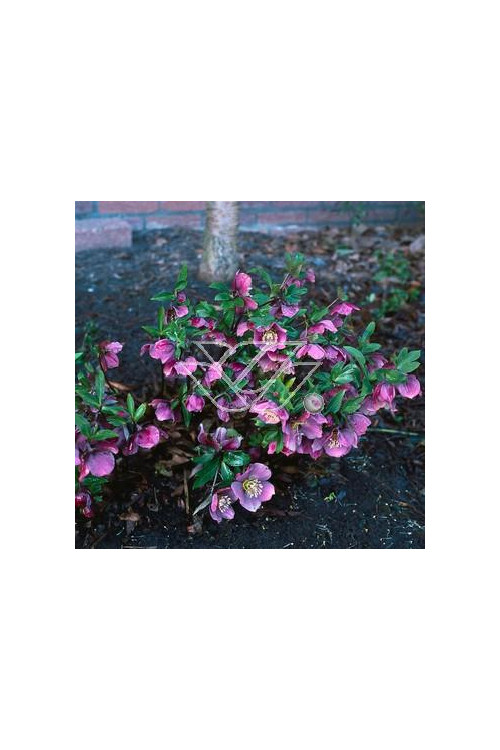 Ciemiernik rdzawoczerwony Helleborus atrorubens