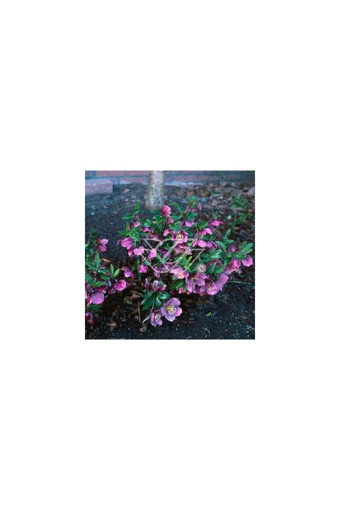 Ciemiernik rdzawoczerwony Helleborus atrorubens