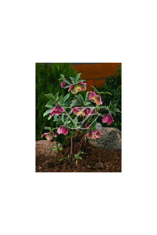 Ciemiernik rdzawoczerwony Helleborus atrorubens