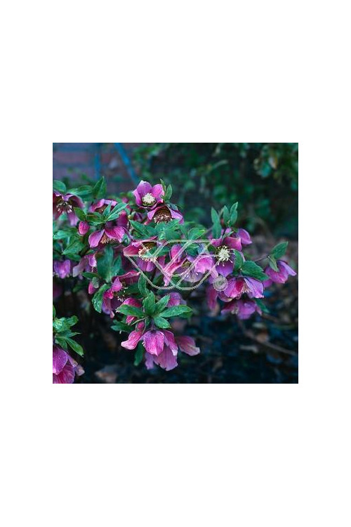 Ciemiernik rdzawoczerwony Helleborus atrorubens