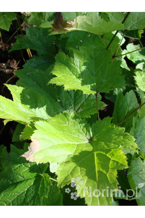 Świecznica sercolistna | Cimicifuga racemosa var. cordifolia