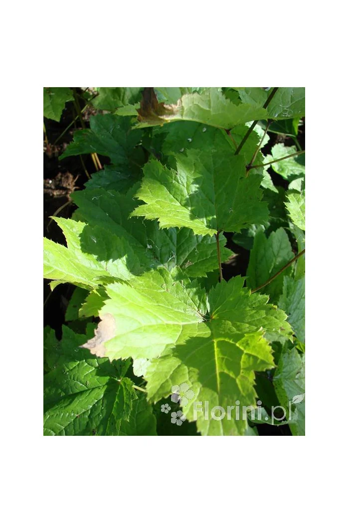 Świecznica sercolistna | Cimicifuga racemosa var. cordifolia