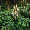 Świecznica sercolistna | Cimicifuga racemosa var. cordifolia