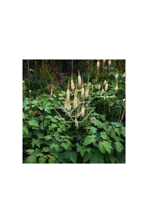 Świecznica sercolistna | Cimicifuga racemosa var. cordifolia