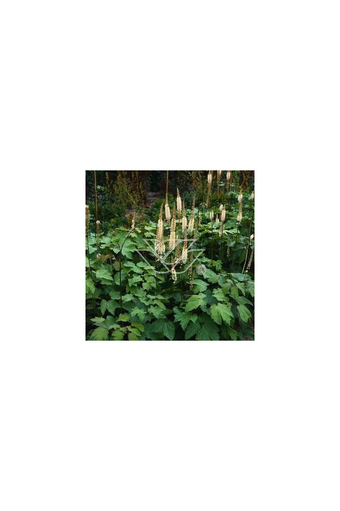 Świecznica sercolistna | Cimicifuga racemosa var. cordifolia