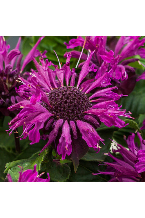 Pysznogłówka 'Bee Pure' | Monarda