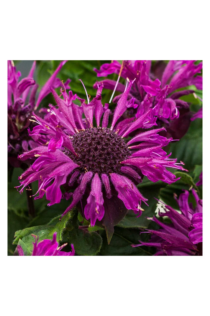 Pysznogłówka 'Bee Pure' | Monarda