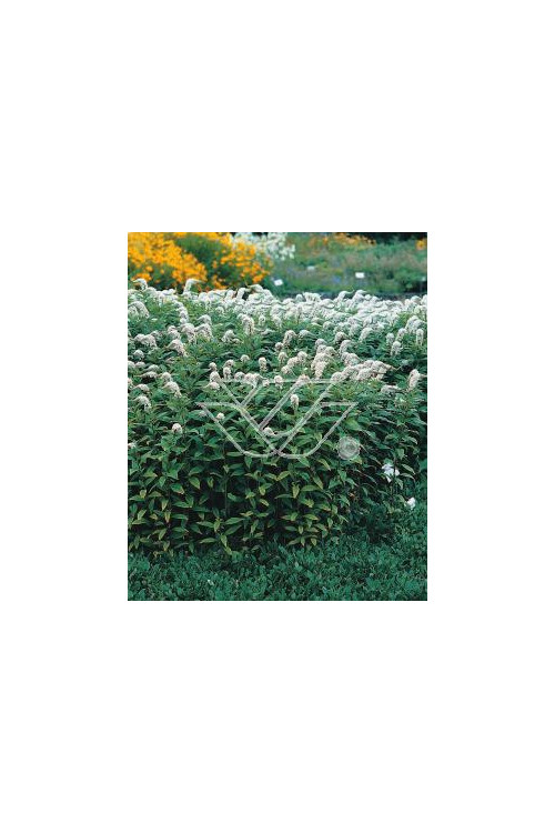 Tojeść orszelinowata Lysimachia clethroides