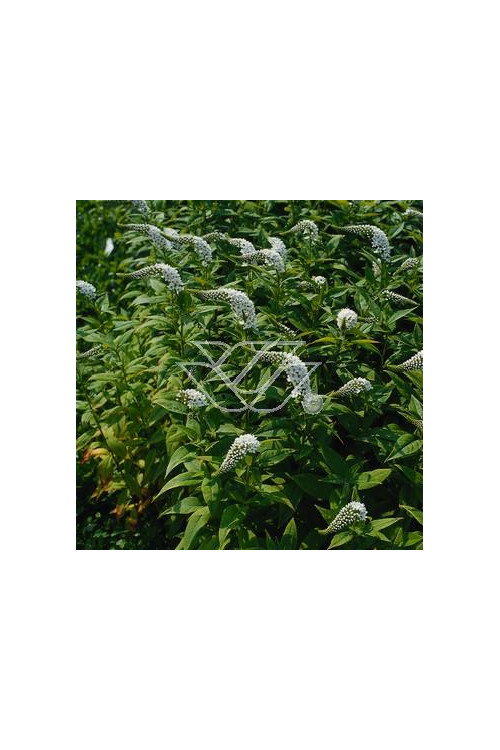 Tojeść orszelinowata Lysimachia clethroides