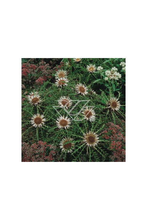 Dziewięćsił bezłodygowy Carlina acaulis