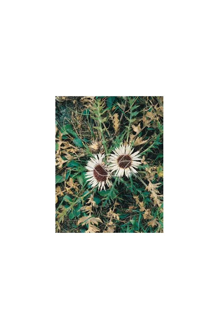 Dziewięćsił bezłodygowy Carlina acaulis