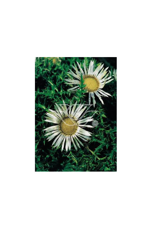 Dziewięćsił bezłodygowy Carlina acaulis