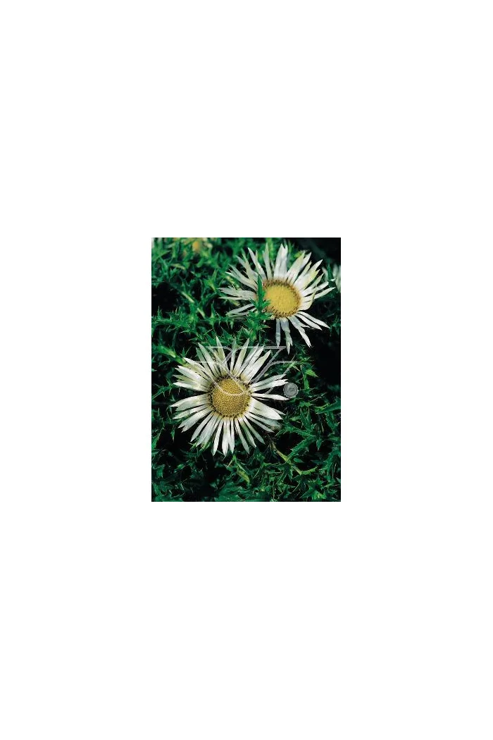 Dziewięćsił bezłodygowy Carlina acaulis