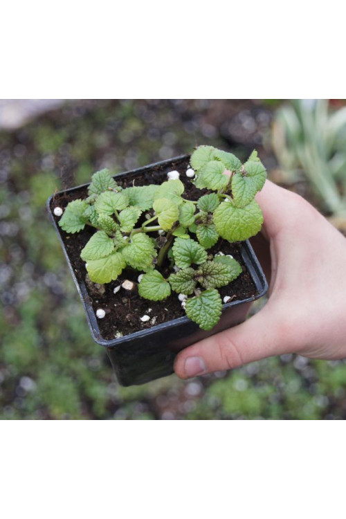 Melisa lekarska Melissa officinalis