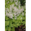 Tiarella sercolistna Tiarella cordifolia
