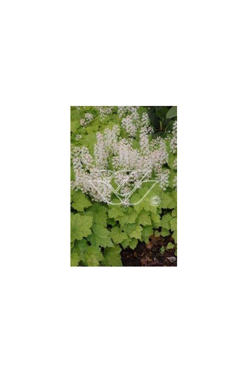 Tiarella sercolistna Tiarella cordifolia