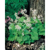 Tiarella sercolistna Tiarella cordifolia