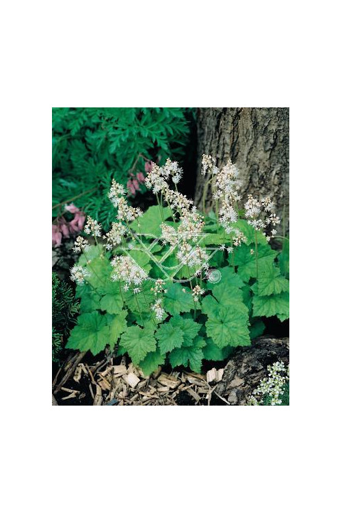Tiarella sercolistna Tiarella cordifolia