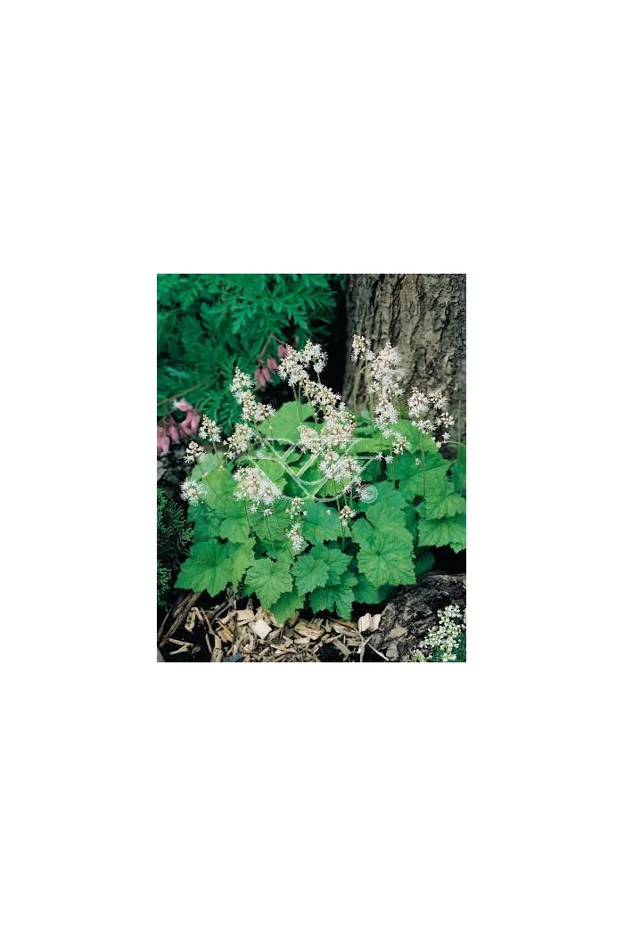 Tiarella sercolistna Tiarella cordifolia