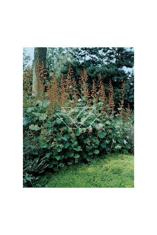 Makleja (Bokkonia sercowata) Macleaya cordata