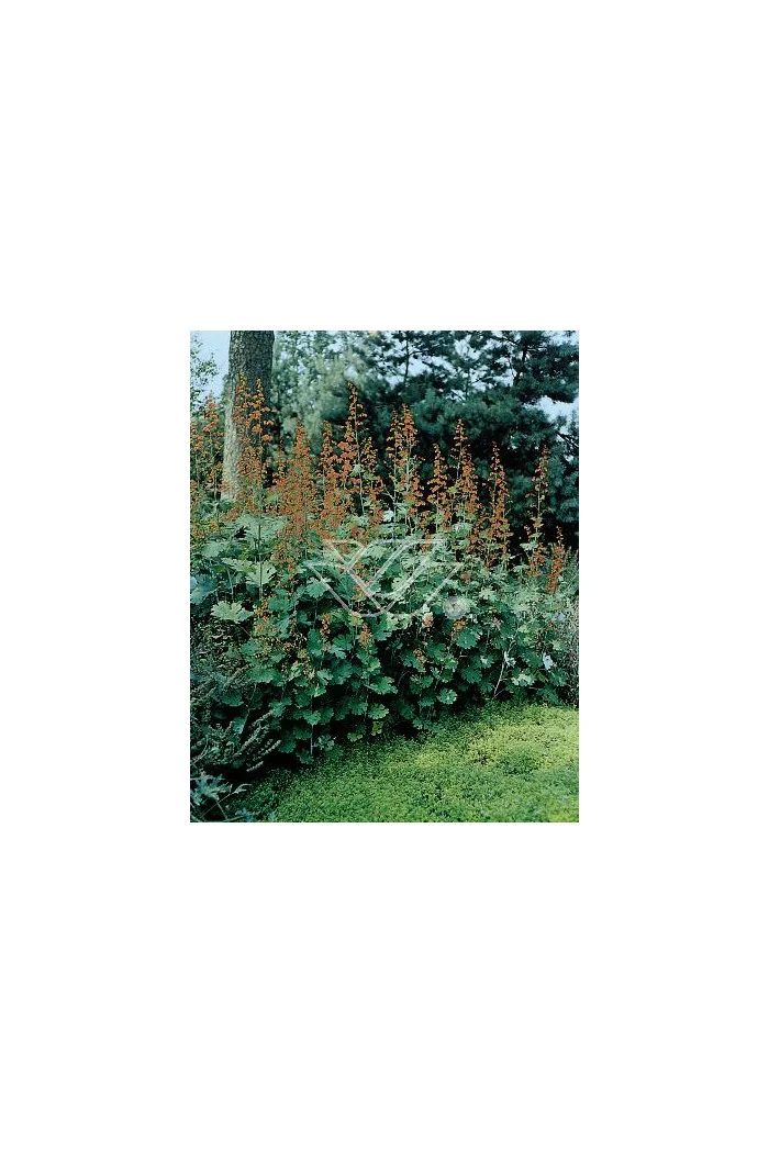 Makleja (Bokkonia sercowata) Macleaya cordata