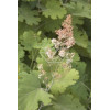 Makleja (Bokkonia sercowata) Macleaya cordata
