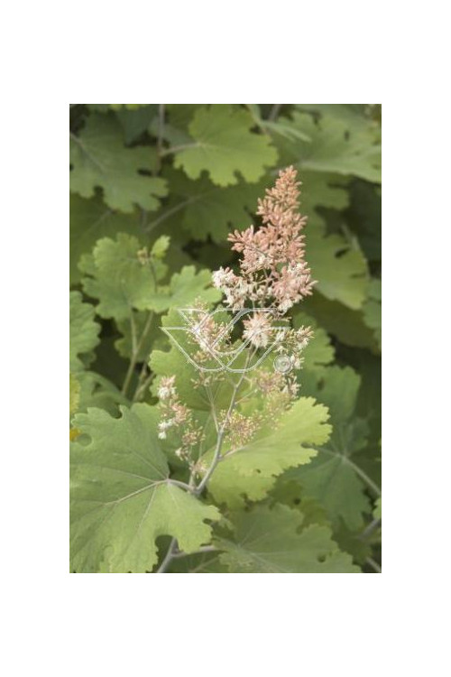 Makleja (Bokkonia sercowata) Macleaya cordata