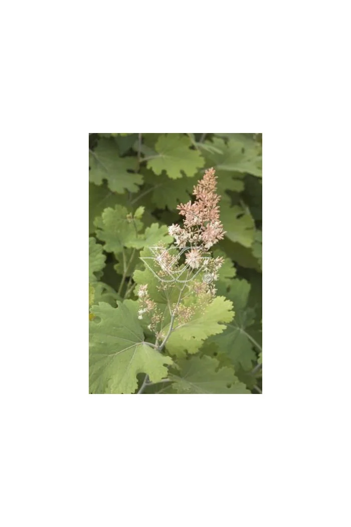 Makleja (Bokkonia sercowata) Macleaya cordata