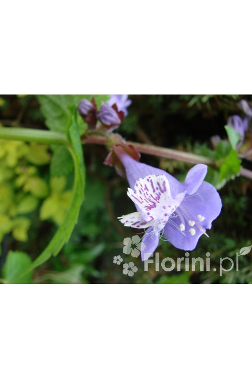 Mehania Meehania urticifolia