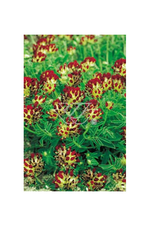 Przelot pospolity 'Rubra' Anthyllis vulneraria