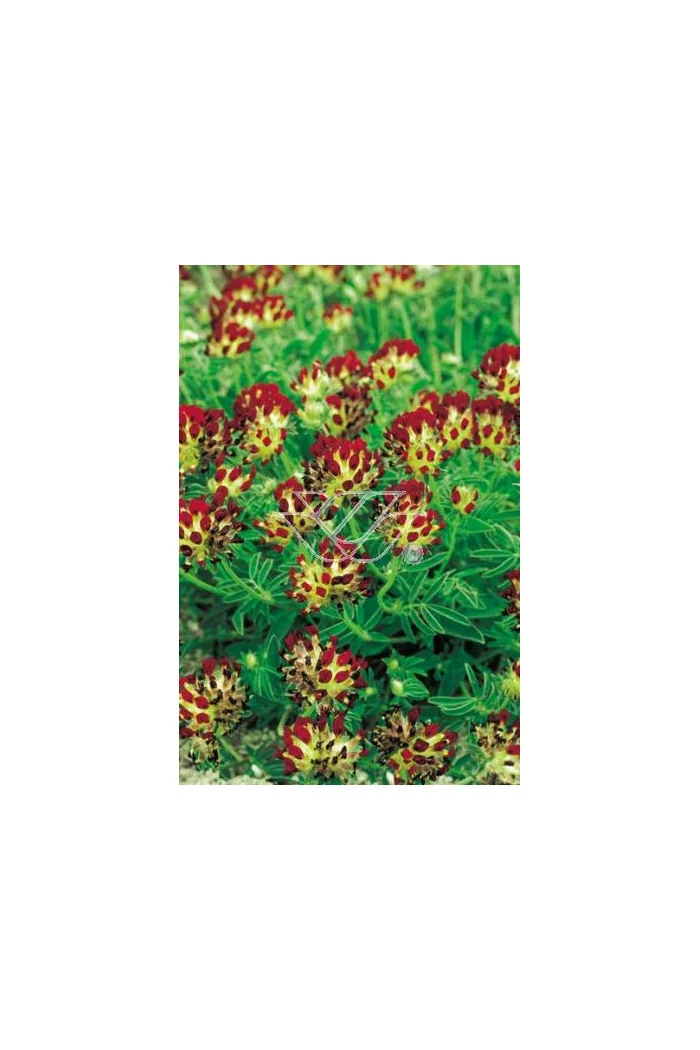 Przelot pospolity 'Rubra' Anthyllis vulneraria