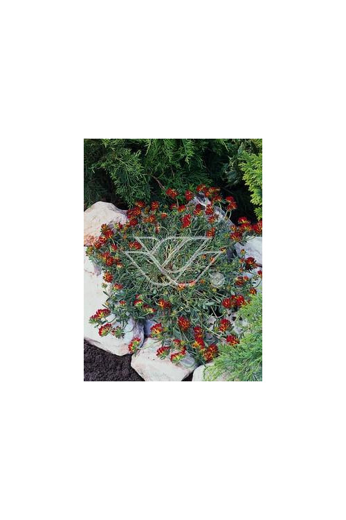 Przelot pospolity 'Rubra' Anthyllis vulneraria