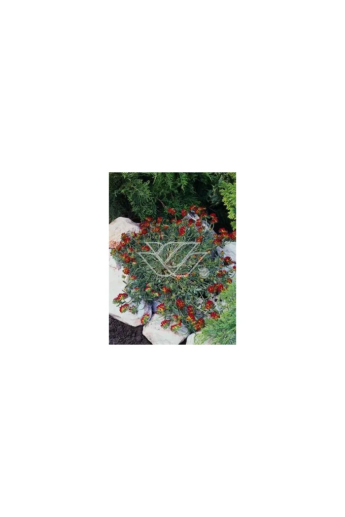 Przelot pospolity 'Rubra' Anthyllis vulneraria