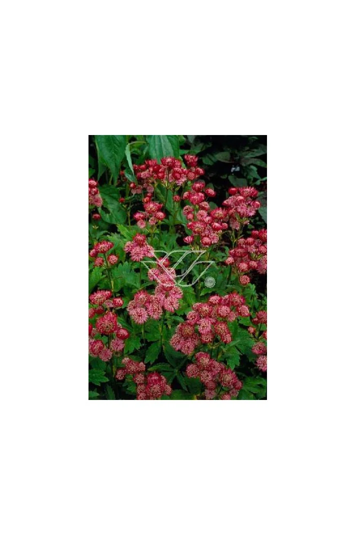 Jarzmianka większa 'Rubra' Astrantia major