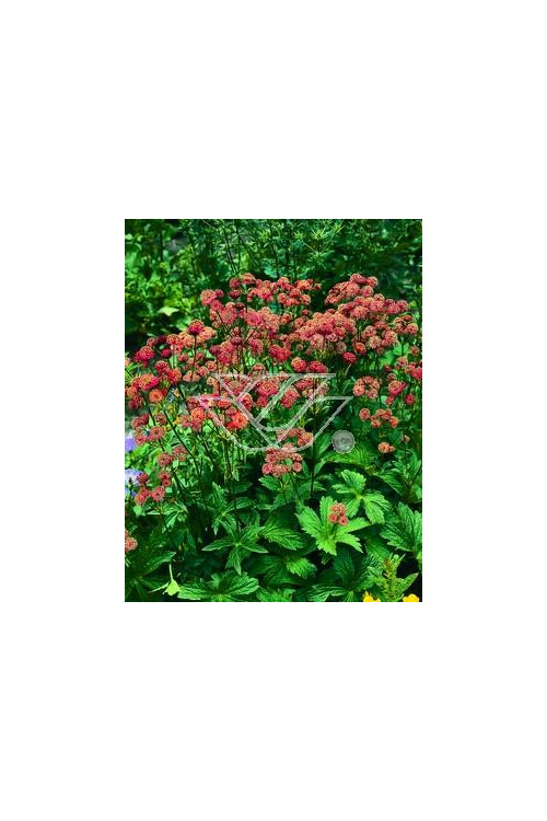 Jarzmianka większa 'Rubra' Astrantia major
