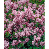 Lilak Meyera 'Palibin' | Syringa meyerii