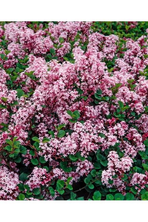 Lilak Meyera 'Palibin' | Syringa meyerii