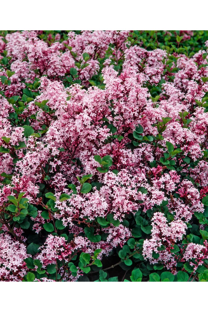 Lilak Meyera 'Palibin' | Syringa meyerii