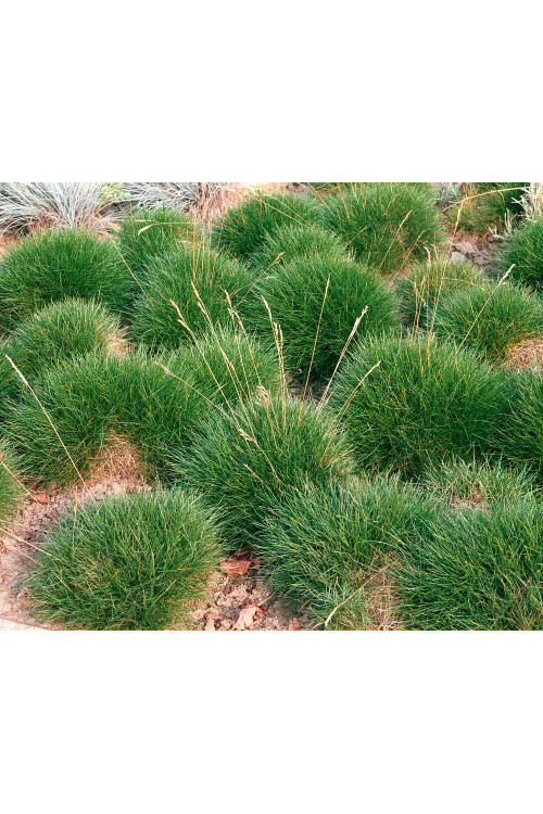 Kostrzewa miotlasta 'Teddybar' (niedźwiedzie futro) | Festuca scoparia