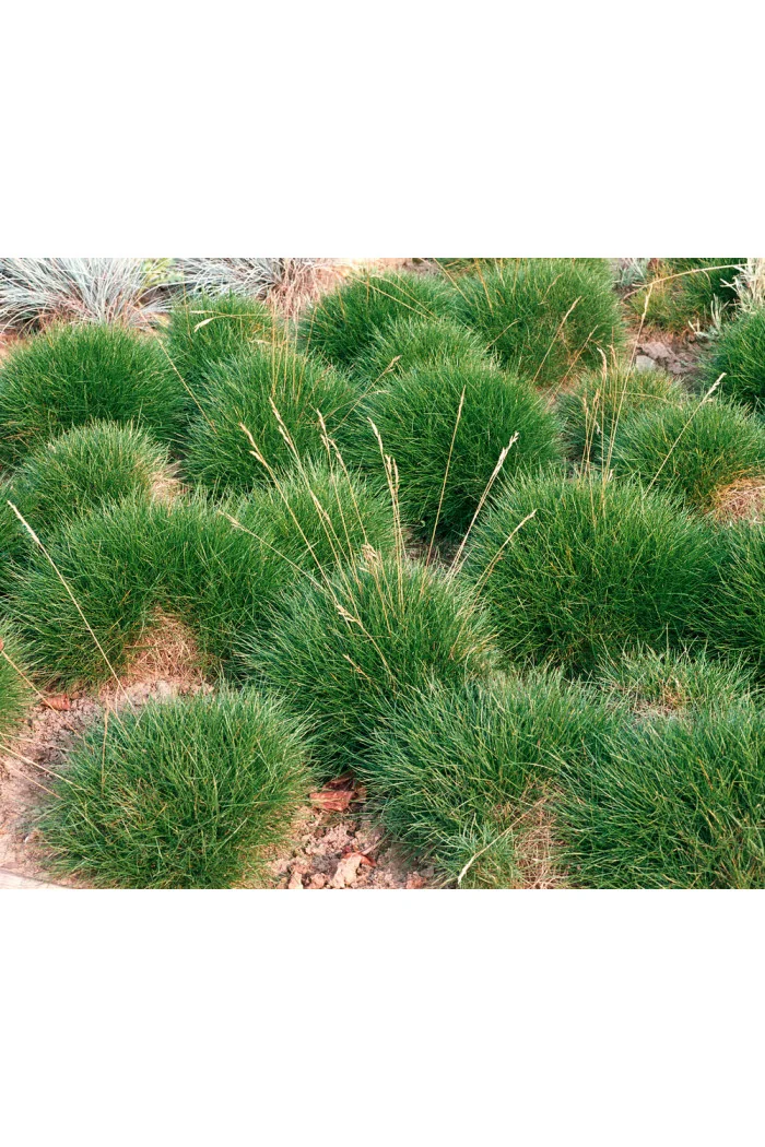 Kostrzewa miotlasta 'Teddybar' (niedźwiedzie futro) | Festuca scoparia